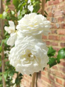 Rose Léopoldine Hugo-Vacquerie